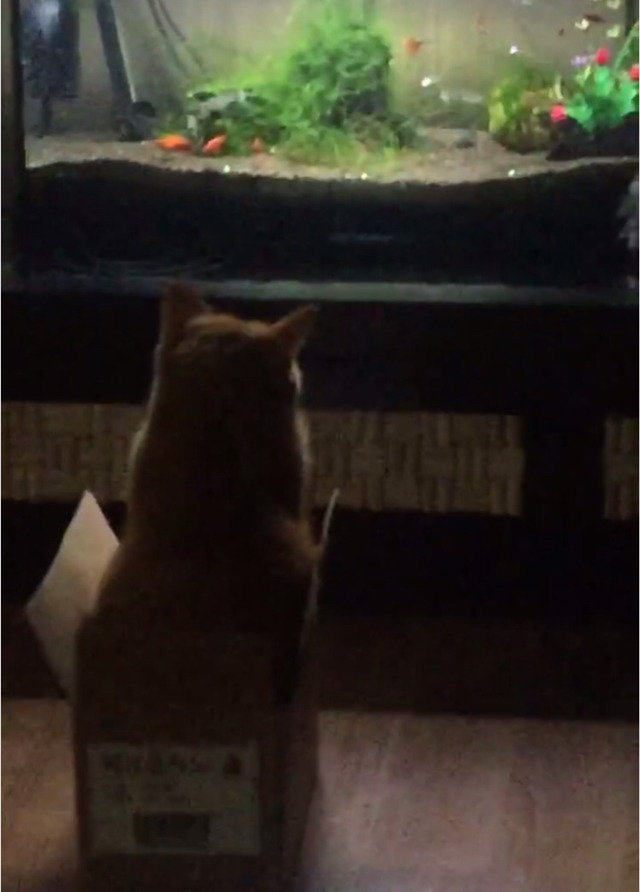 우리집 고양이 밤샜나봐 어뜨케 | 인스티즈