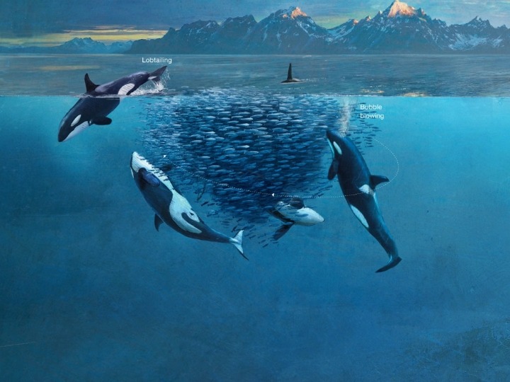 범고래가 얼마나 똑똑한 애들인지 알려주는 사건.gif | 인스티즈