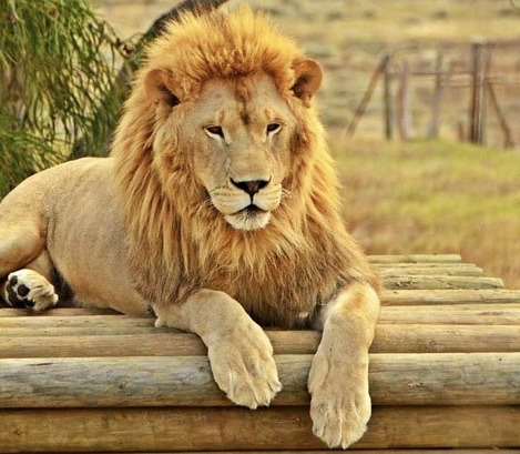 고양잇과 동물 발 크기.jpg | 인스티즈