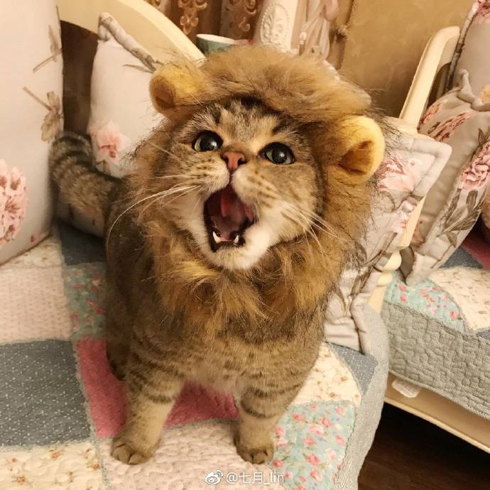 사자 코스프레 | 인스티즈