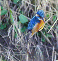 물고기를 노려보는 물총새 | 인스티즈