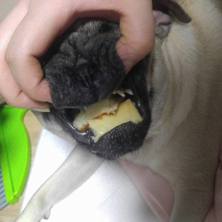 명절 제사 댕댕이 대참사.jpg | 인스티즈