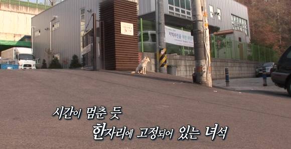 강아지가 버려질때의 심리.jpg (+ 실제 버려지는 강아지 영상) | 인스티즈