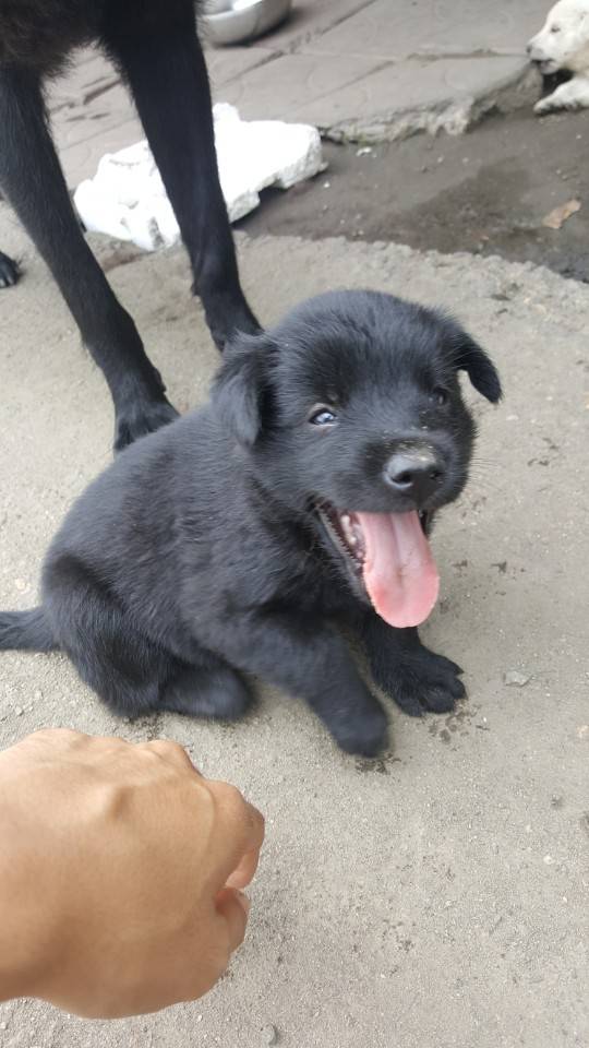 좀 전에 회사 앞 슈퍼에서 찍은 댕댕이들.jpg | 인스티즈