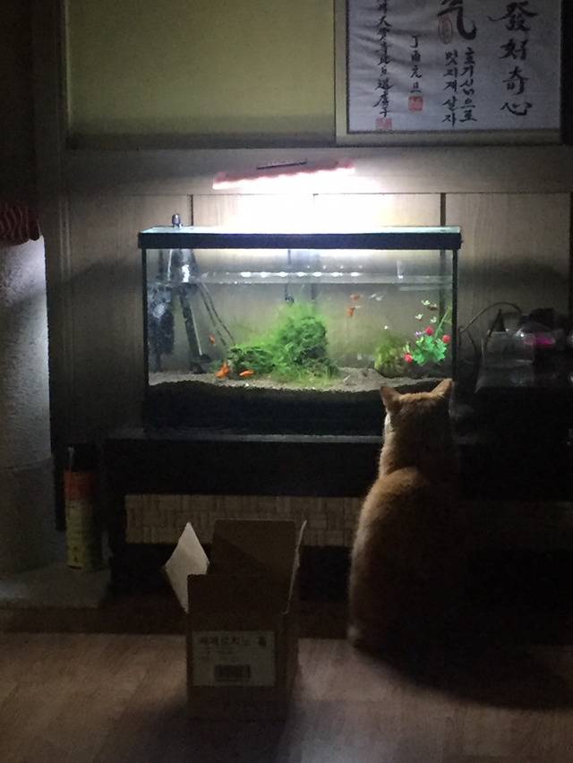 우리집 고양이 밤샜나봐 어뜨케 | 인스티즈