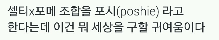 셔틀랜드 쉽독(셀티)+포메라니안 =포시(poshie).twt | 인스티즈