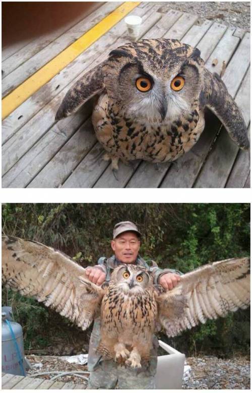 야생 부엉이..크기.. | 인스티즈