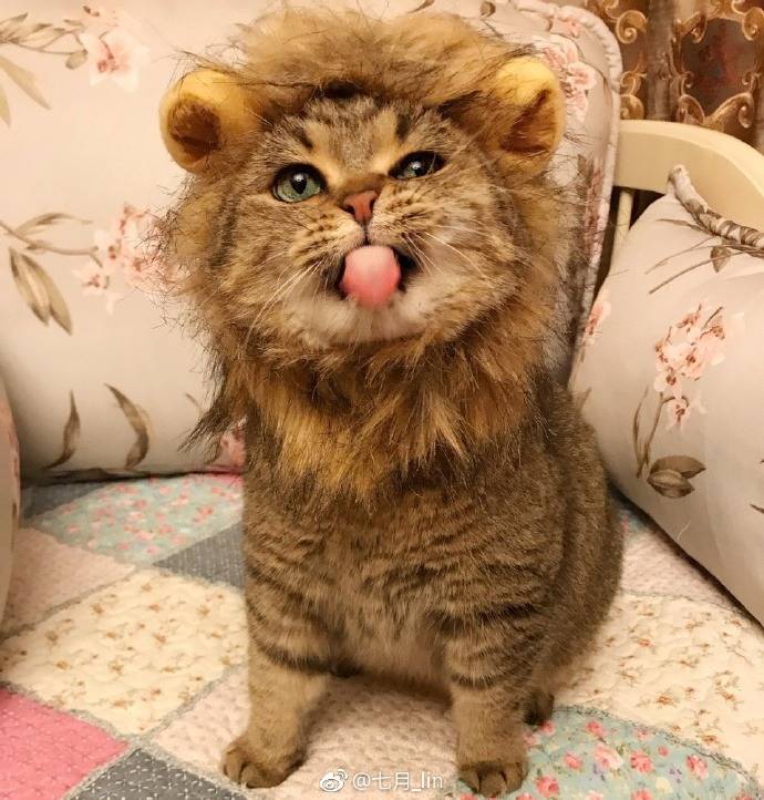 사자 코스프레 | 인스티즈