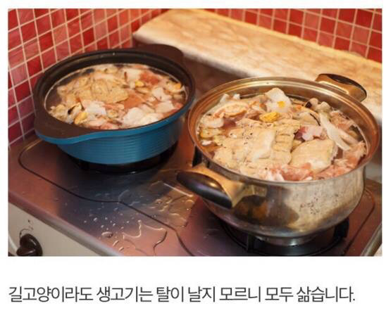 길고양이에게 정성스러운 먹이를 준비해보았다 | 인스티즈