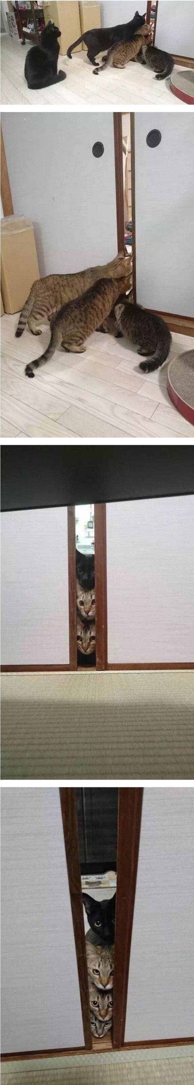 신혼부부가 고양이 키우면 생기는 일 | 인스티즈