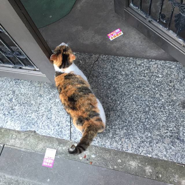 길고양이와 눈이 마주치다 | 인스티즈