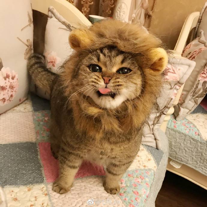 사자 코스프레 | 인스티즈