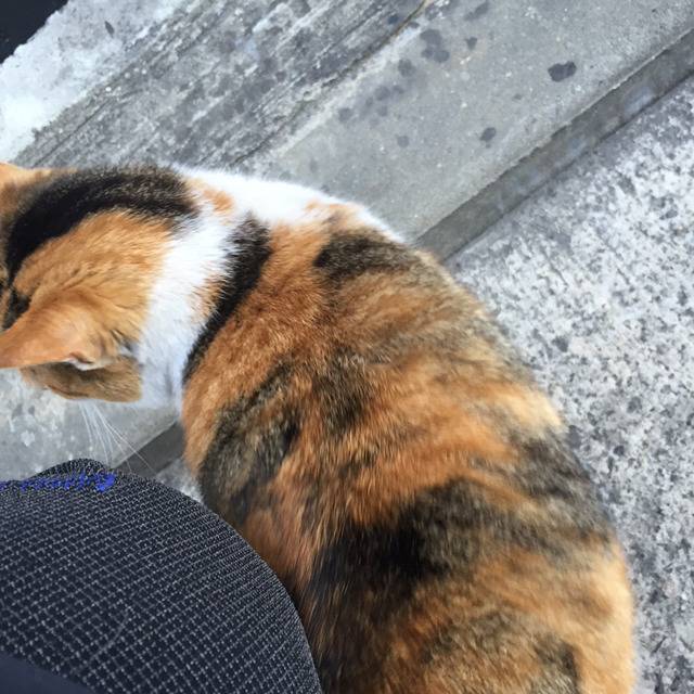 길고양이와 눈이 마주치다 | 인스티즈