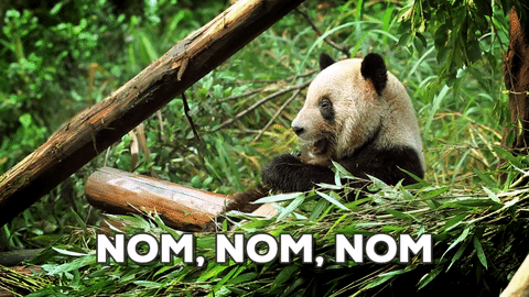 미스테리한 동물 | 인스티즈