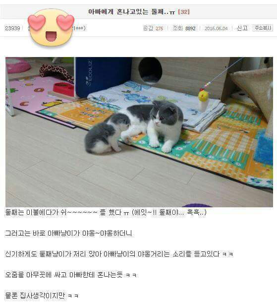 냥이의 자식교육 | 인스티즈