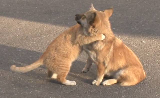 강아지가 버려질때의 심리.jpg (+ 실제 버려지는 강아지 영상) | 인스티즈