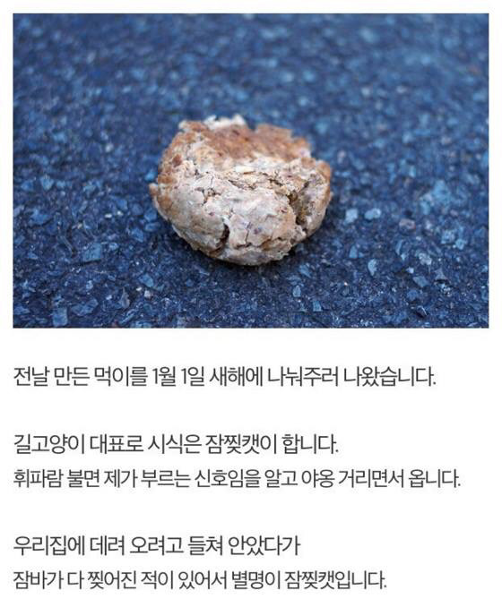 길고양이에게 정성스러운 먹이를 준비해보았다 | 인스티즈