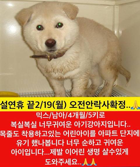 설끝나자마자 안락사 될 아이들 보고가주라!!ㅠㅠ | 인스티즈