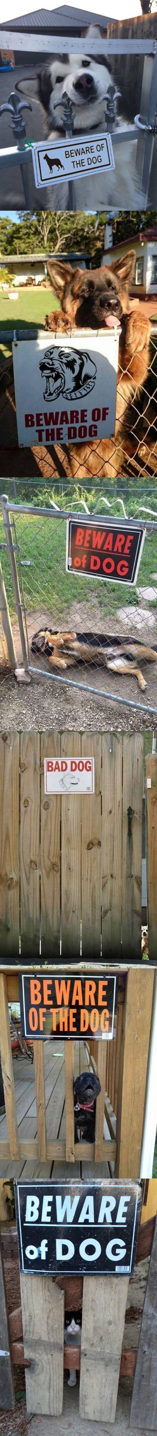 맹견주의 | 인스티즈