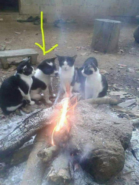 위장취업한 댕댕이 | 인스티즈