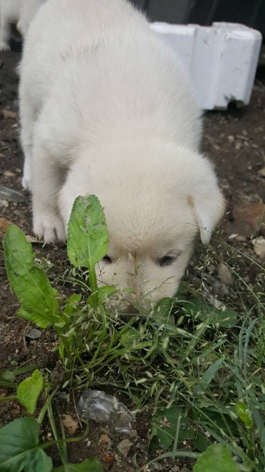 좀 전에 회사 앞 슈퍼에서 찍은 댕댕이들.jpg | 인스티즈