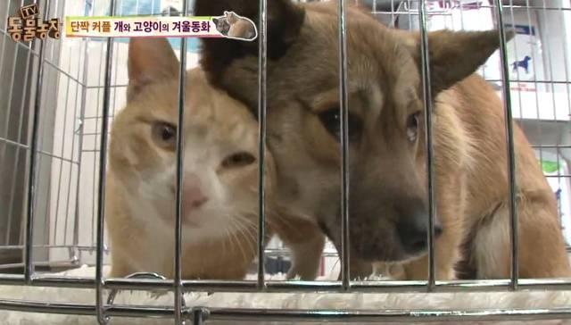 강아지가 버려질때의 심리.jpg (+ 실제 버려지는 강아지 영상) | 인스티즈