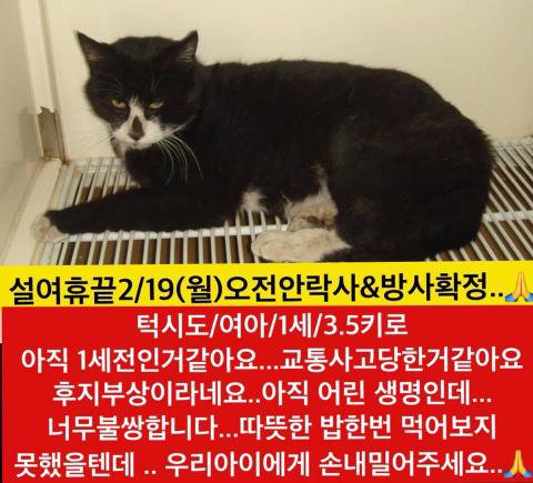 설끝나자마자 안락사 될 아이들 보고가주라!!ㅠㅠ | 인스티즈