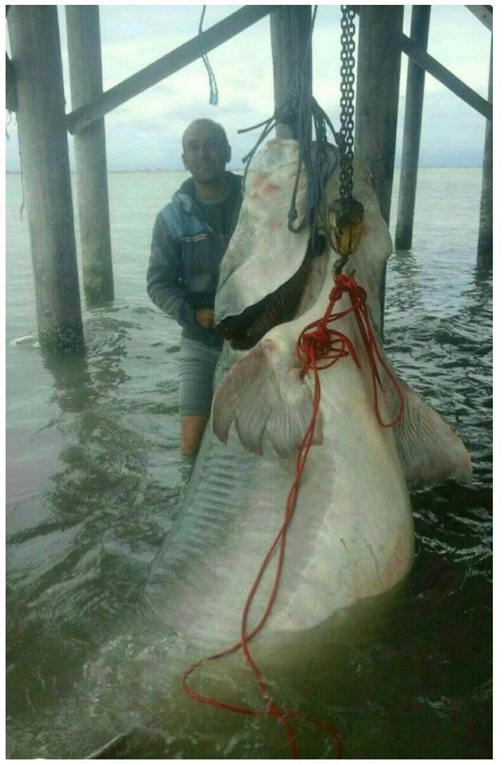 이란 어부가 잡은 600kg 생선 | 인스티즈