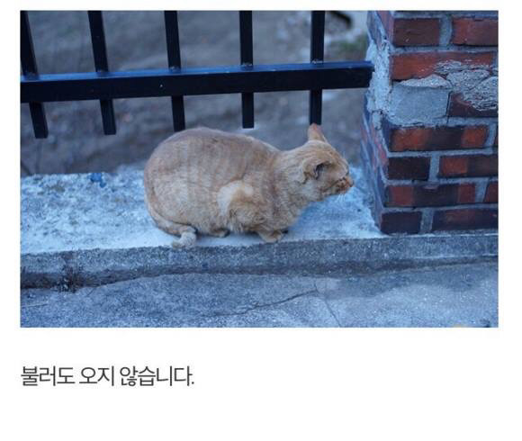 길고양이에게 정성스러운 먹이를 준비해보았다 | 인스티즈