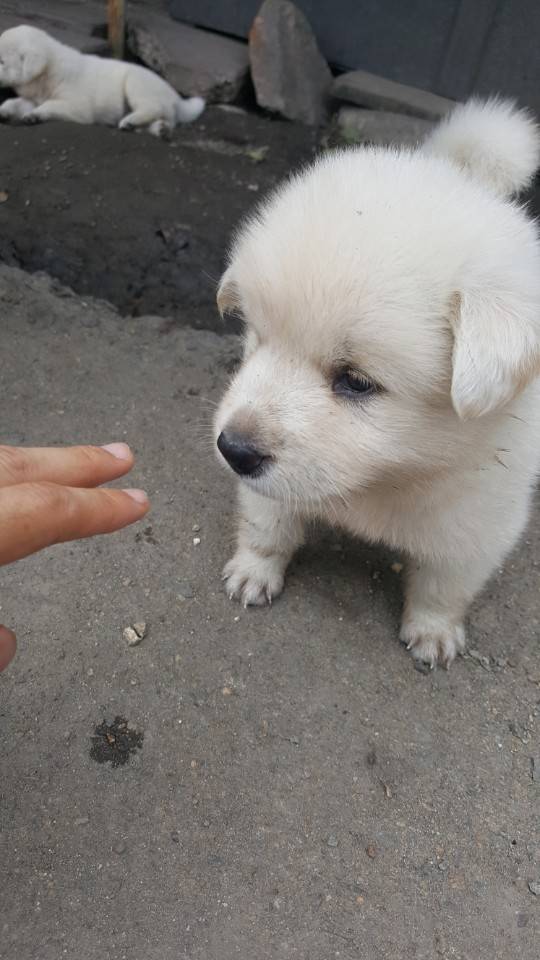 좀 전에 회사 앞 슈퍼에서 찍은 댕댕이들.jpg | 인스티즈