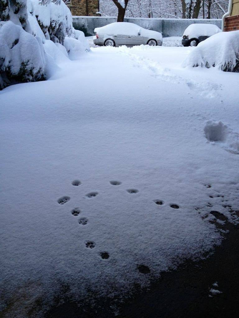 산책 나갔다 돌아온 냥이 | 인스티즈