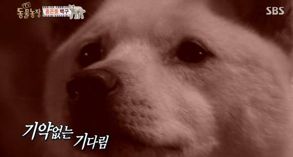 강아지가 버려질때의 심리.jpg (+ 실제 버려지는 강아지 영상) | 인스티즈