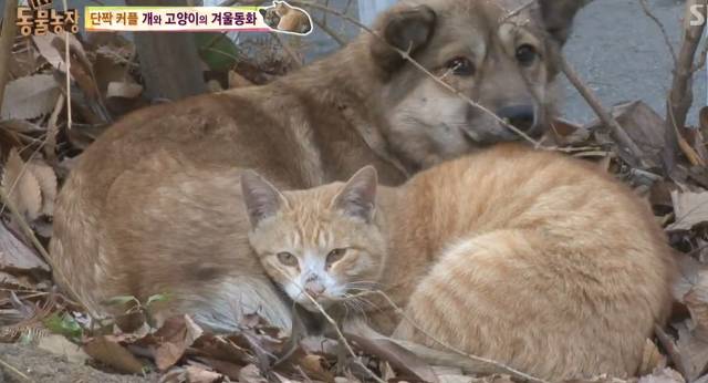 강아지가 버려질때의 심리.jpg (+ 실제 버려지는 강아지 영상) | 인스티즈