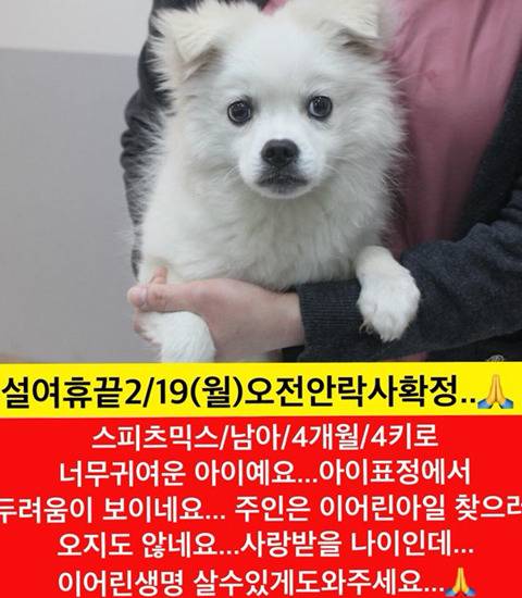 설끝나자마자 안락사 될 아이들 보고가주라!!ㅠㅠ | 인스티즈