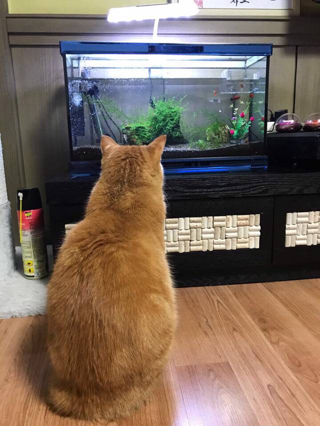 우리집 고양이 밤샜나봐 어뜨케 | 인스티즈