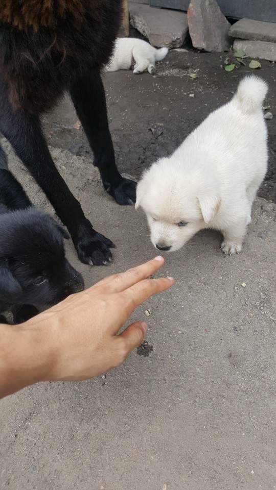 좀 전에 회사 앞 슈퍼에서 찍은 댕댕이들.jpg | 인스티즈