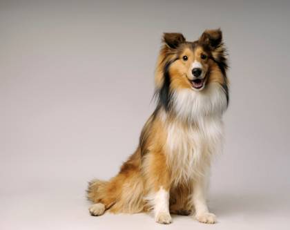 셔틀랜드 쉽독(셀티)+포메라니안 =포시(poshie).twt | 인스티즈