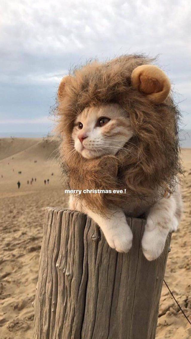 사자의 위엄 ㅎㄷㄷ | 인스티즈