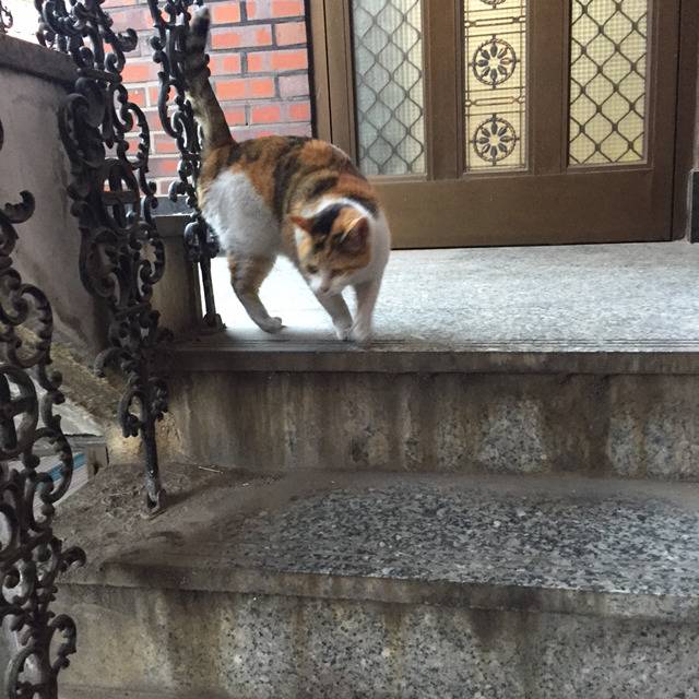 길고양이와 눈이 마주치다 | 인스티즈