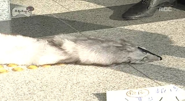 [무한도전] 박명수 전설의 여우목도맄ㅋㅋㅋㅋㅋㅋㅋㅋㅋㅋㅋ | 인스티즈