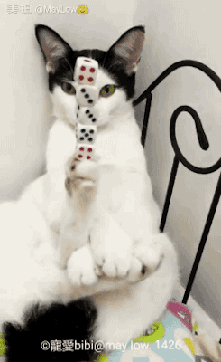 고양이의 균형감각.gif | 인스티즈