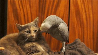 남돌에게 여자형제가 있는지 확인하는 방법.gif | 인스티즈