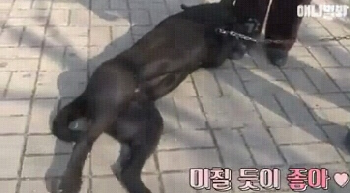 여자보면 쓰러지는 개 이야기 | 인스티즈