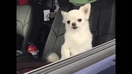 잠에서 깨어난 댕댕이.gif | 인스티즈