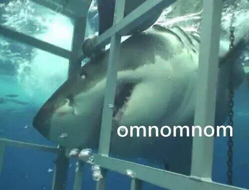 닝겐을 구해주려는 상어(진짜 상어사진 주의) | 인스티즈