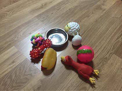 밥안먹는 댕댕이 밥먹이는 방법 | 인스티즈