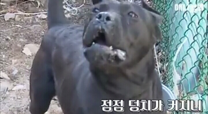 여자보면 쓰러지는 개 이야기 | 인스티즈