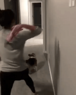 주인놈이 어디갔지.gif | 인스티즈