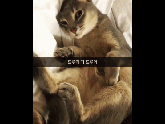 지디네 고양이.jpgif | 인스티즈