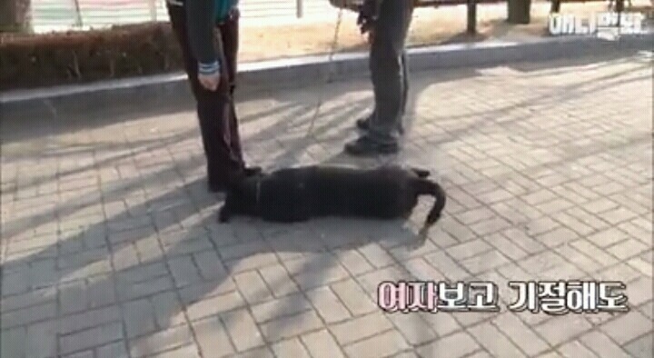 여자보면 쓰러지는 개 이야기 | 인스티즈